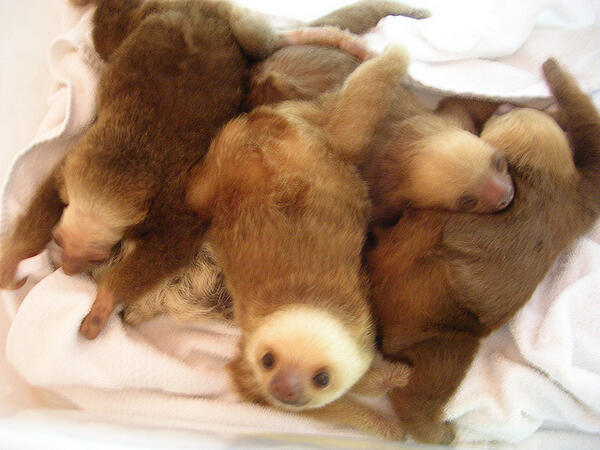 SYDNEYSIEROTASS's tweet photo. Baby sloths, AW http://t.co/XSNjtd6R12