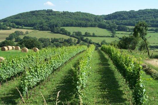 FranceInstituto's tweet photo. FRANCE PAISAJES: VIÑAS http://t.co/YOcMJIXAUT