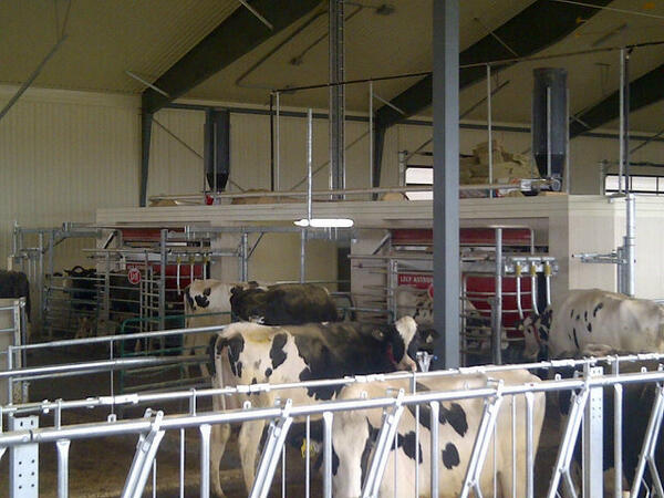 WalshRobyn's tweet image. O&apos;Connor&apos;s 1wk after start-up, cows lined up at both robots! #lely #dairyrobot