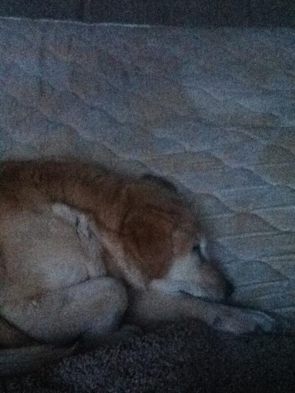 Mulvehill10's tweet image. It breaks my heart to see her in pain!!:( #mybaby #dontwannalethergo