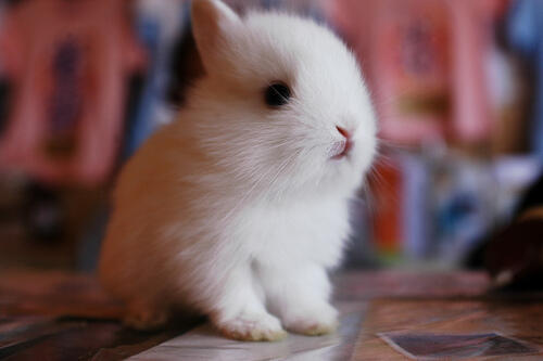 かわいい うさぎ画像集 Rabbitter Tweet Twitter