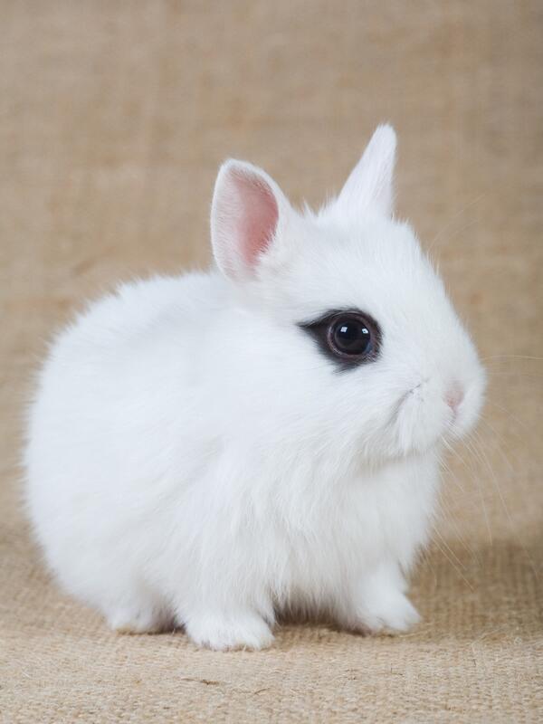 かわいい うさぎ画像集 Rabbitter Tweet Twitter