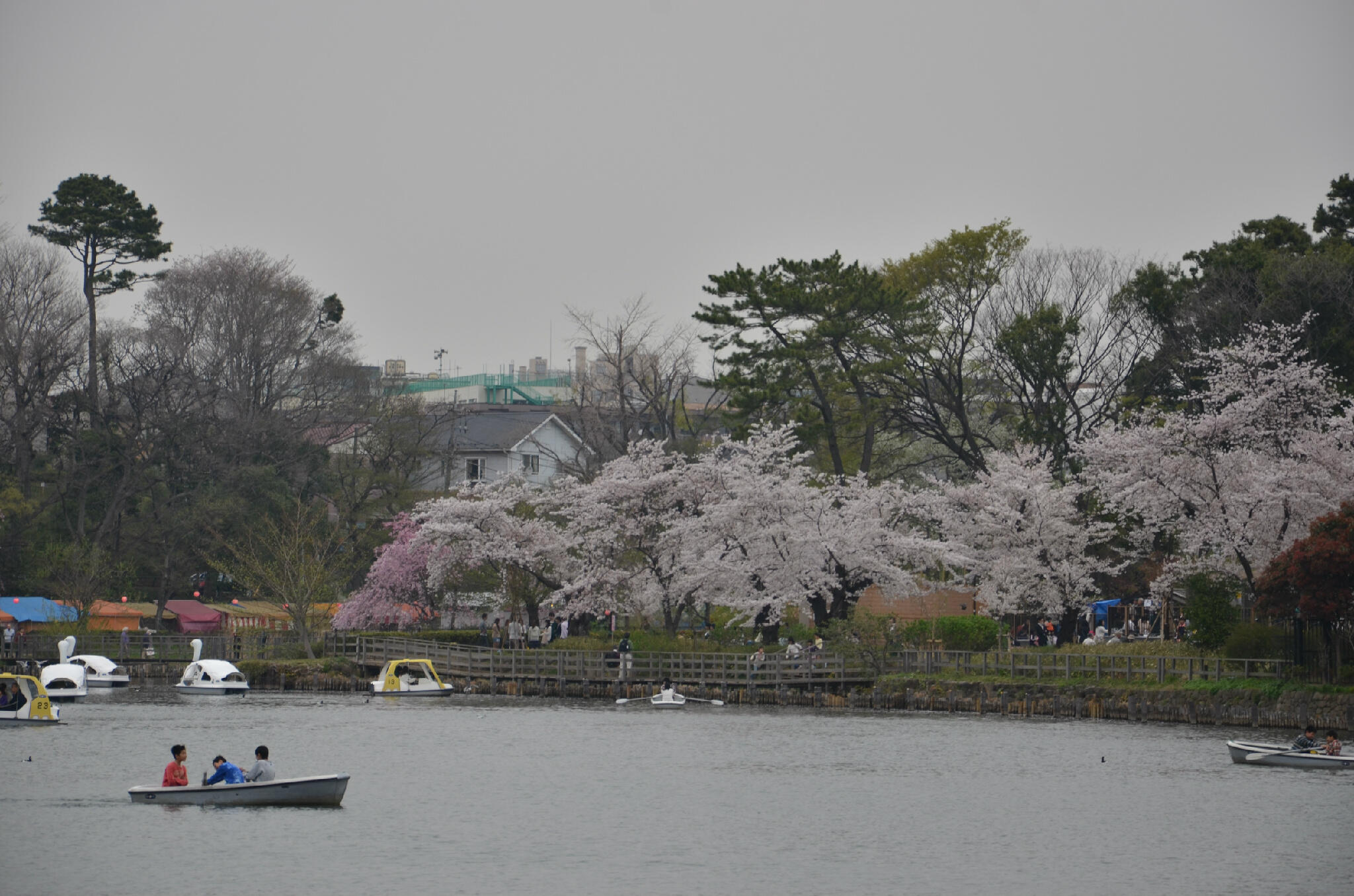 大田区 桜の開花状況 洗足池公園の桜がほぼ満開 3 29現在 となり 見頃を迎えています 曇りがちな天気でしたが 多くの花見客でにぎわっていました Http T Co T1wgpsyojc Twitter