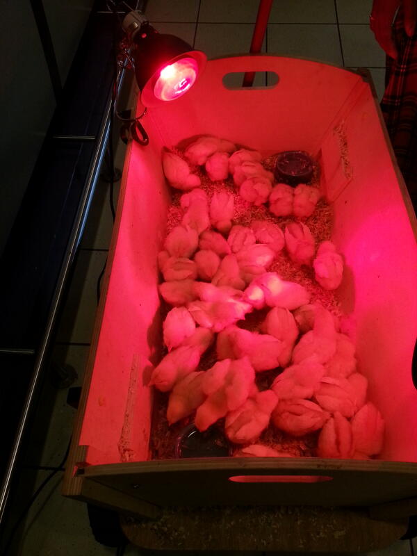 PLUS Danse tweet media