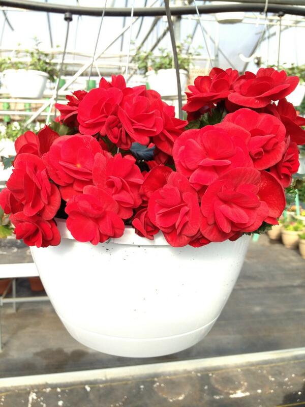 SmitsFarms's tweet image. Gorgeous begonia basket! #thinkingofspring #springweatheralmost