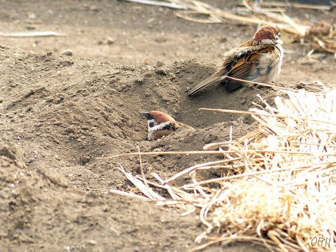 スズメのtwitterイラスト検索結果 古い順