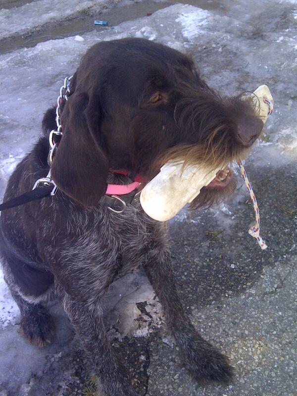 SoggyAcresRetrv's tweet photo. What breed dog is this holding the bumper? #gundog #trainedretrieve #hunting #training http://t.co/Y5RNimpmXo
