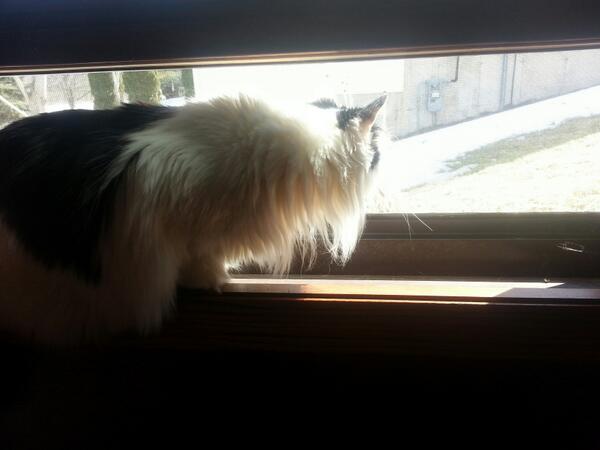 NatalieeMarieK's tweet image. Someone's a little happy! #windowopen #springcleaning