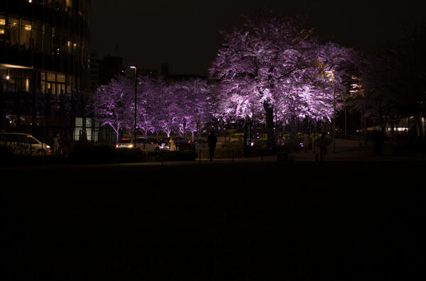 死霊の夜桜 死霊の夜桜
