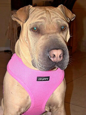 Meet my new baby. Pretty in pink! http://t.co/qpICR734z2