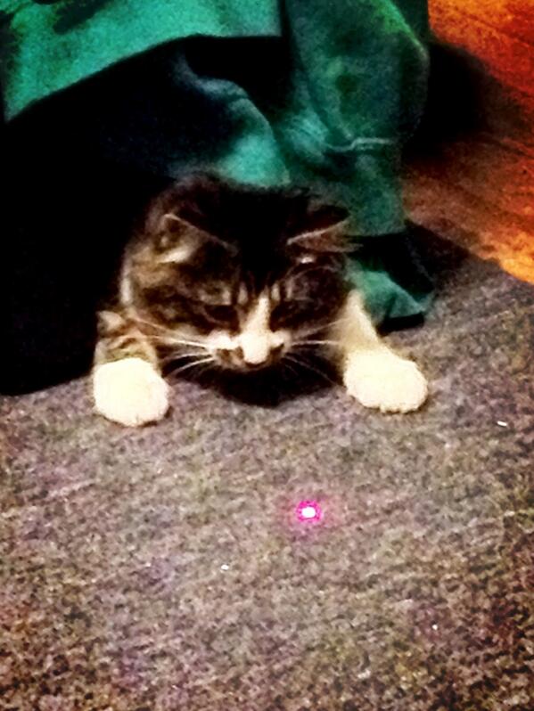 MaxtheSpaghetti's tweet photo. I've been chasing this red dot forever and I can't get it 😾😾😾 http://t.co/S2Pkfe3MOO