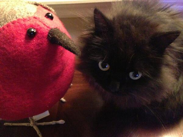 .<a href="/MYSADCAT/">WHY MY CAT IS SAD</a> Because this guy always beats me at staring contests. Curse him.