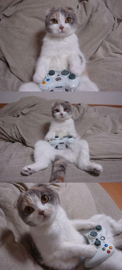 catpic11's tweet image. ゲーマー猫
