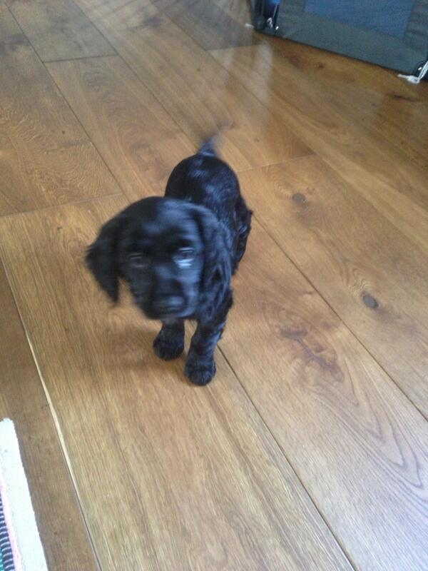BrookerGuy's tweet photo. Welcome to Ebony, our 8 week old puppy. http://t.co/3JhUSkBoqr
