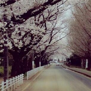 ดอกซากุระบานสะพรั่ง