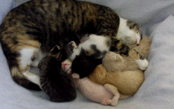 diactus's tweet photo. Are you watching the kittens? Because this is happening right now. http://t.co/KoCrgi4HcF http://t.co/3HosKegSnP