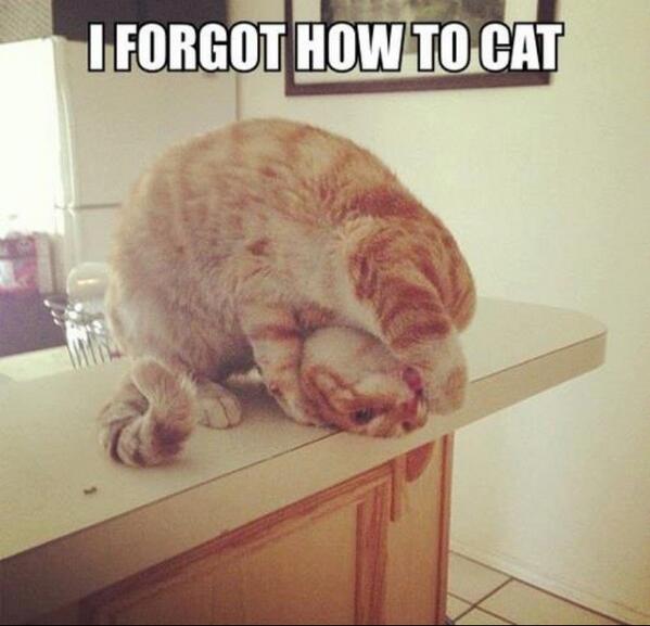 approxknowledge's tweet image. Can we just take a moment to look at this cuteness