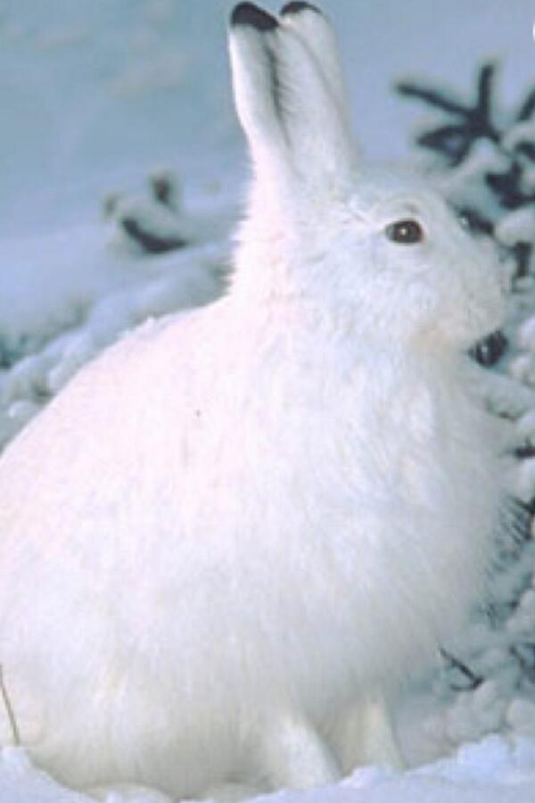 hassehose's tweet photo. Iemand nog een voorbeeld nodig? #sneeuwhaas http://t.co/3N6uWpNDme