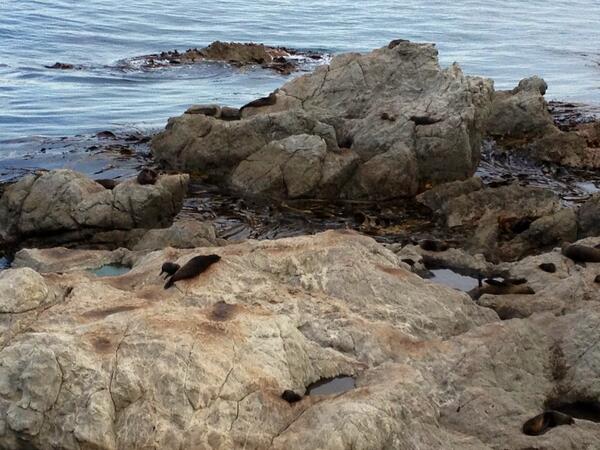 ivansanchez1975's tweet photo. Today seal swim at Kaikoura, NZ http://t.co/k6FsRkC18T