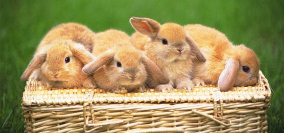 かわいい うさぎ画像集 Rabbitter Tweet Twitter