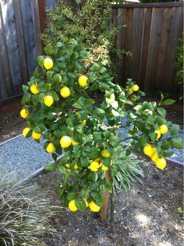 PatsyZollars's tweet photo. @YolandaHFoster my first lemon tree! Time for the master cleanse!# yolandafoster http://t.co/cKzifi2XIa