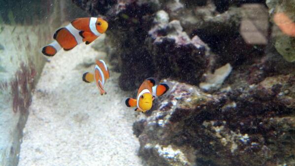 Republican_Jew's tweet image. 