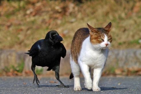 cute_cats_bot's tweet photo. https://t.co/KehuXwJXsm