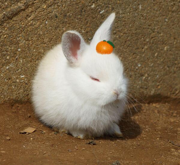 かわいい うさぎ画像集 Rabbitter Tweet Twitter