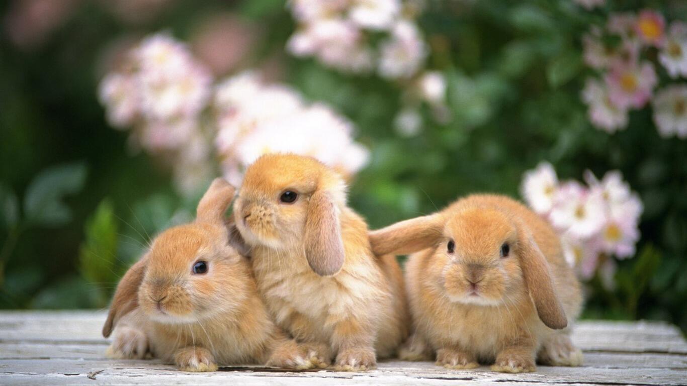 かわいい うさぎ画像集 Rabbitter Tweet Twitter