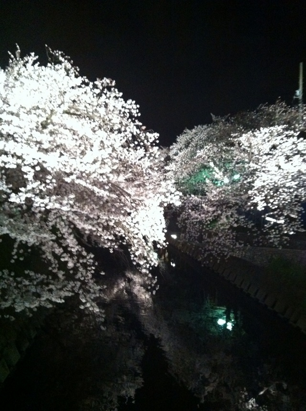 zai2vic's tweet photo. 家の近くの夜桜を見て来ましたー(*´艸`*) 人少し多かったけどめっちゃ綺麗やったから満足(*´▽｀*) http://t.co/9By35OKtUY