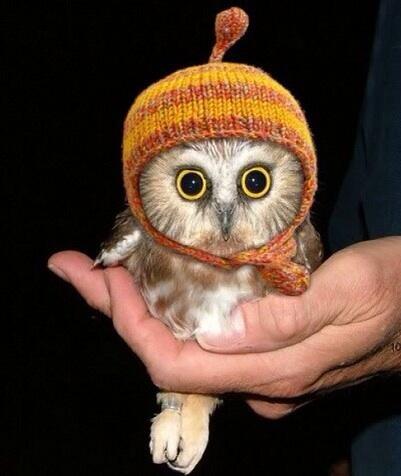 marcuschown's tweet photo. Retweet if you think this baby owl in a knitted hat would be better at running our NHS than David Cameron https://t.co/3xCWyvTiHy