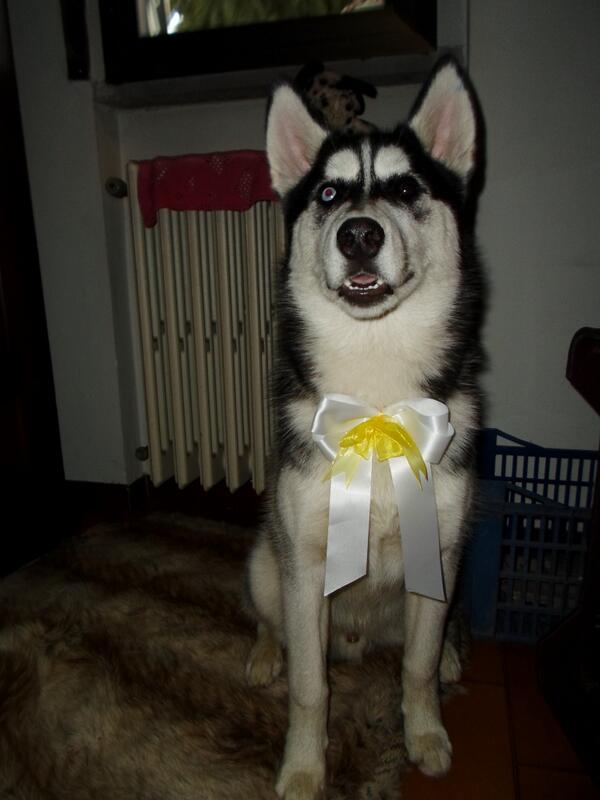il_gagna's tweet photo. BUONA #PASQUA2013 A TUTTI!!! http://t.co/LGv9xp1BKH