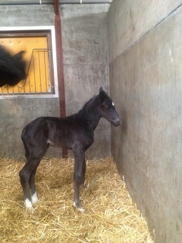 Ons paas veulen is geboren! Een mooie zwarte merrie van desperado x Painted black