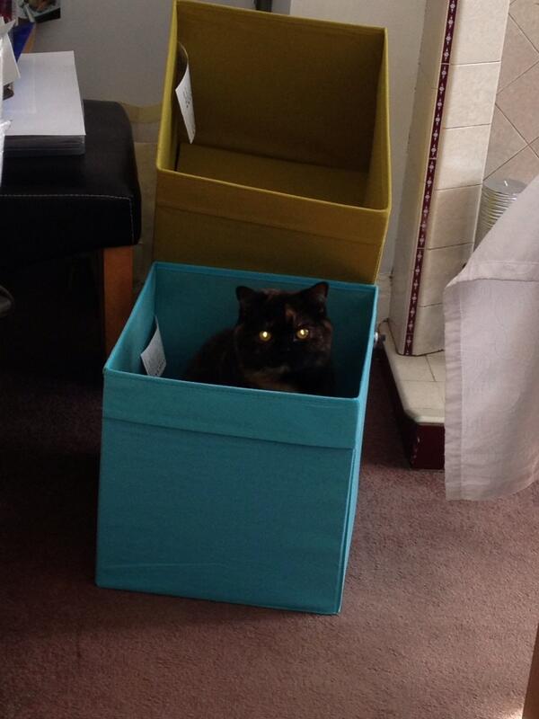 carolinej42's tweet photo. Look what I got free at Ikea yesterday http://t.co/h8YAX6vXD7
