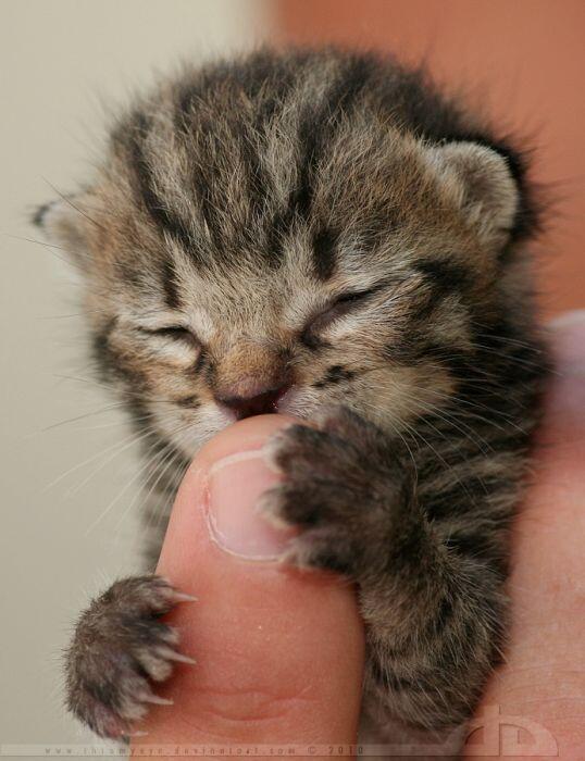 cute_cats_bot's tweet photo. https://t.co/aYAYst7lX5