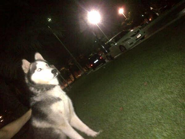 Dog_uae's tweet photo. للبيع جلب :: النوع : هاسكي :: الجنس : ذكر :: العمر سنه ونص : مطلوب : 4000د http://t.co/wWUgAHhpvw