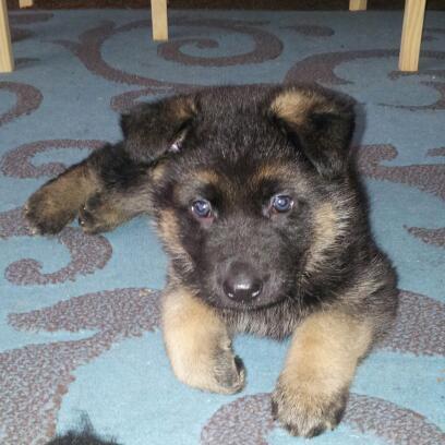 SampleLucy's tweet photo. My new puppy Frank... He tries to bite my ankles and we play chasy... http://t.co/cjwIDzxTuN