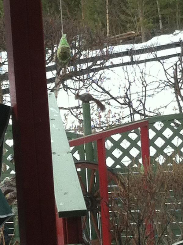 SandyLLRA's tweet image. I got a new friend today! ^_^
lazylaneridingacademy.weebly.com :)))))