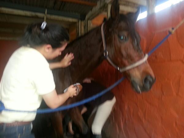 UIEquestrian's tweet image. We learned how to groom! #GroundClass