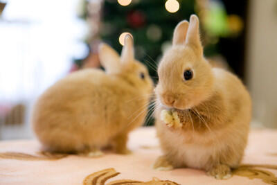 可愛いうさぎの画像bot Usagi Kawaiibo Twitter