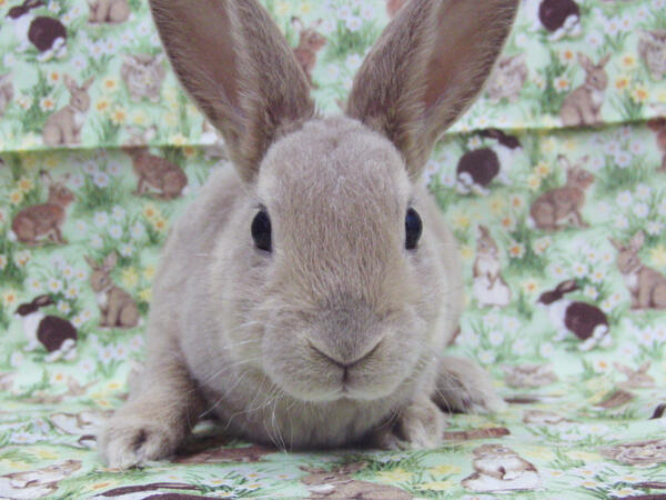 可愛いうさぎの画像bot Usagi Kawaiibo Twitter