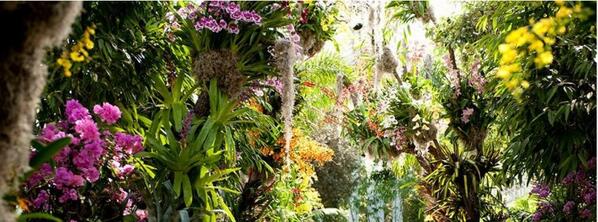 EWorldTravels's tweet image. Pictured: The #NewYork Botanical Garden The Orchid Show now through April 22, 2013 #photography #gradens &amp;lt;3