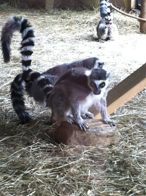 hannahcmcmanus's tweet photo. Ring-tailed lemurs depend on only one tree, the tamarind, for half of their food during food shortages. #nifkin http://t.co/AiLMLvGeKW