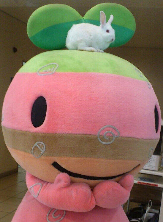 可愛いうさぎの画像bot Usagi Kawaiibo Twitter