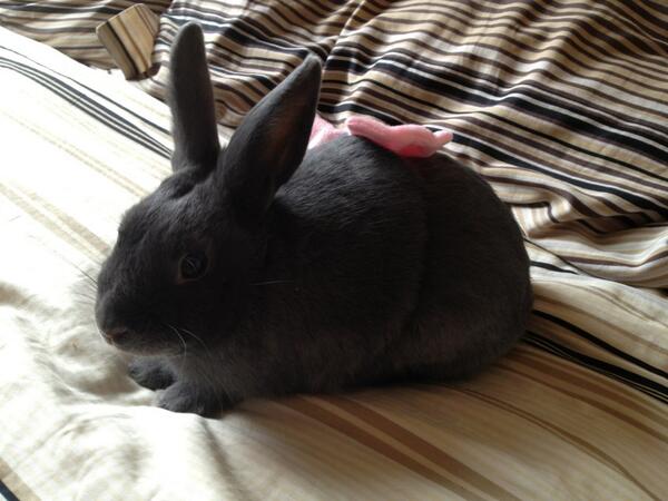 Sparkrelief's tweet photo. Happy Easter from Sparky! http://t.co/fsG9Id7WBc
