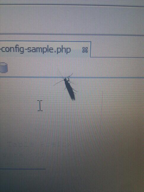 FaizanAhmad's tweet image. A real bug visitor at this time  #CodingHorror