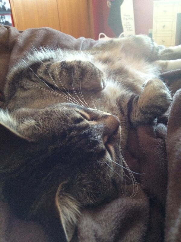 h0ney_pie's tweet photo. Golden slumbering http://t.co/qq3CCsd3S6