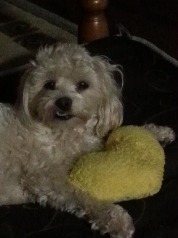 Paisley after a long day of doing nothing!