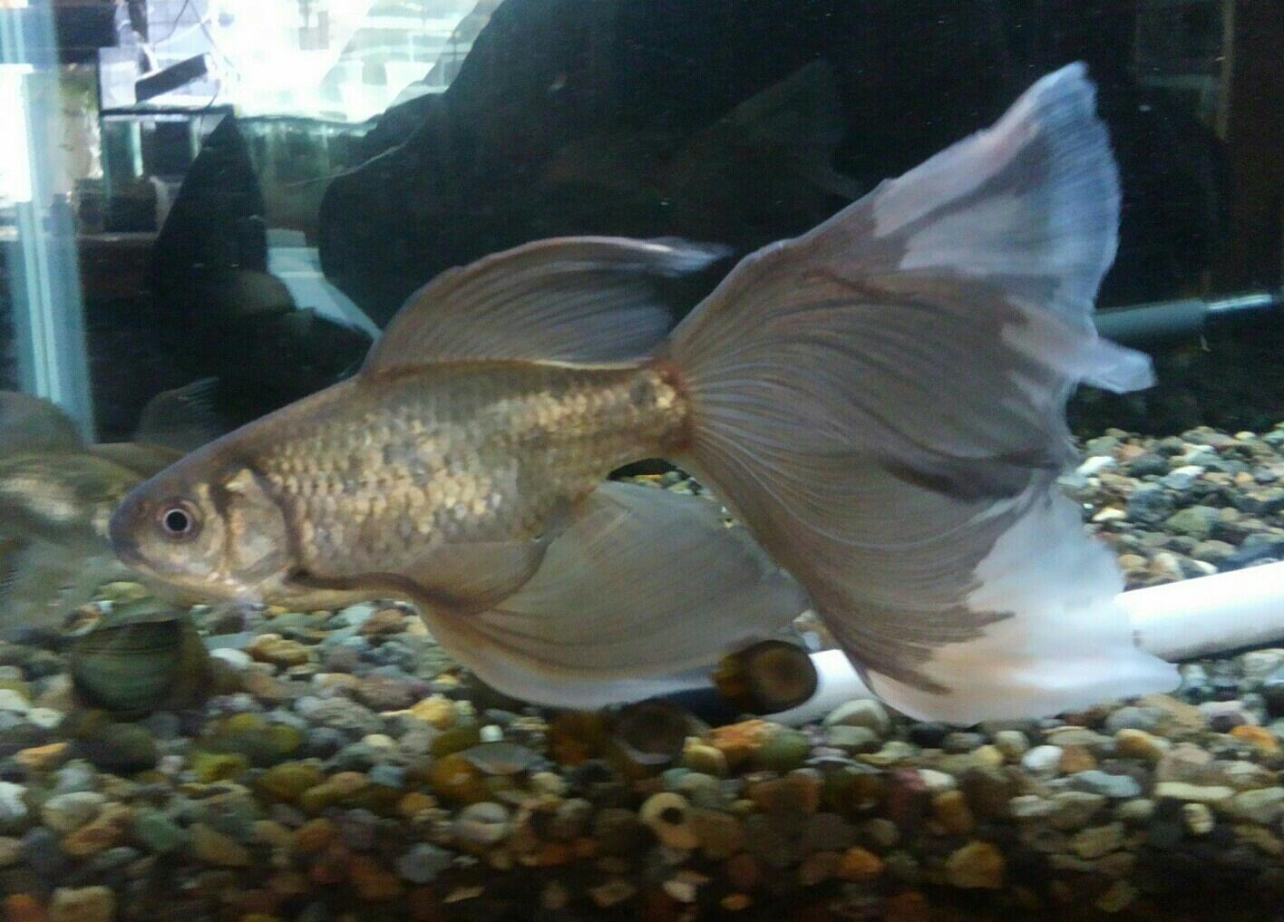 コメット5 こうやって見るとコメットとは似て非なるものである事が分かるrt Hodenatu 宮城鉄魚倶楽部です アクアリウムバスに 展示販売出品検討中 親鉄魚の一例です 是非ご来場の上 当 倶楽部の鉄魚を 直接ご自分の目で ご覧下さい Http T Co