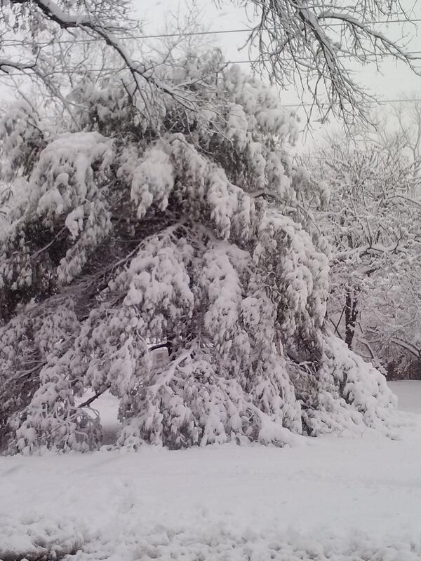 lisa manson tweet media